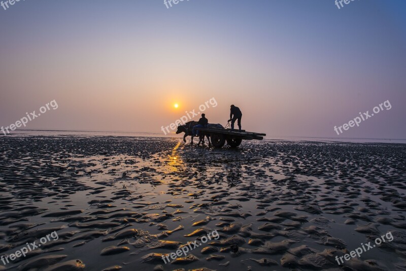 Sea Cattle Car Beach Gold Beach Free Photos