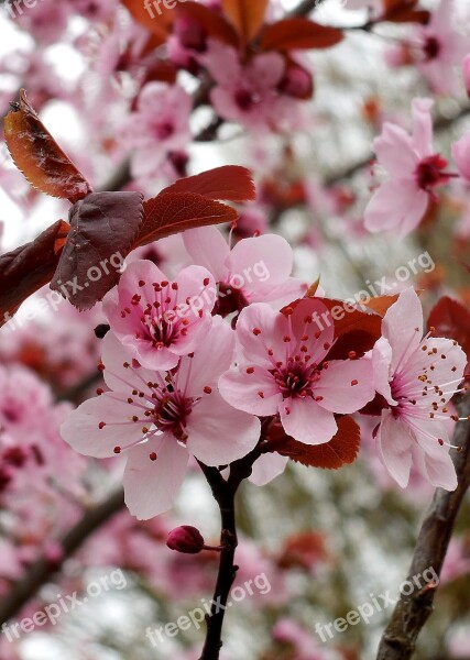 Spring Flowers Flowering Branch Pink Free Photos