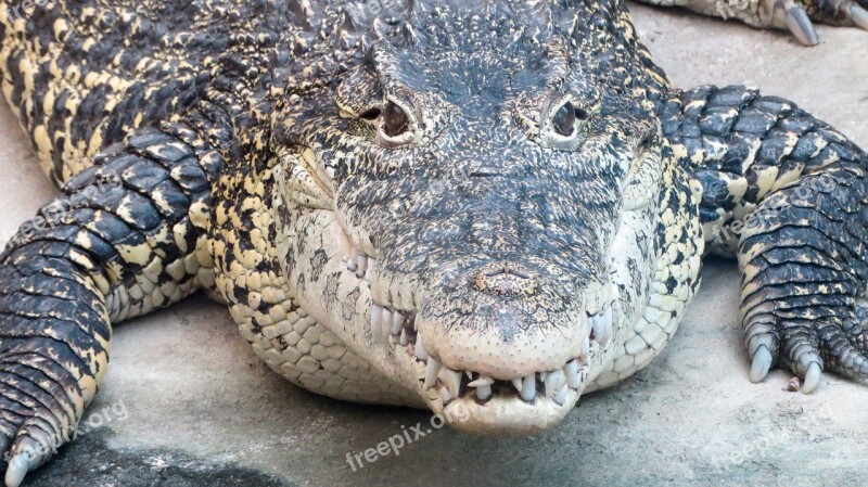 Crocodile Sealife Nature Animal Aquarium