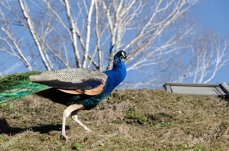 Peacock Zoo Bird Feather Animal