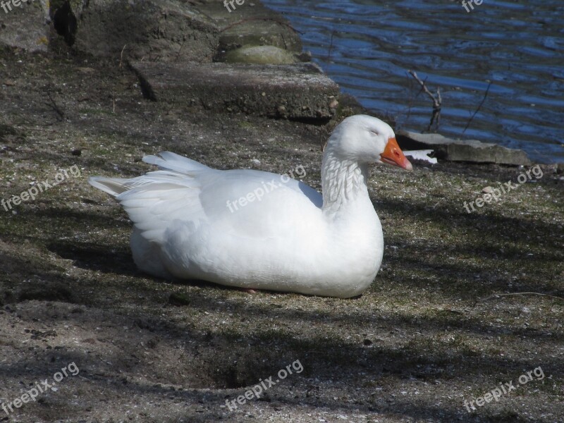 Duck White Cute Water Bird Plumage