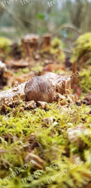 Acorn Moss Wood Brown Free Photos