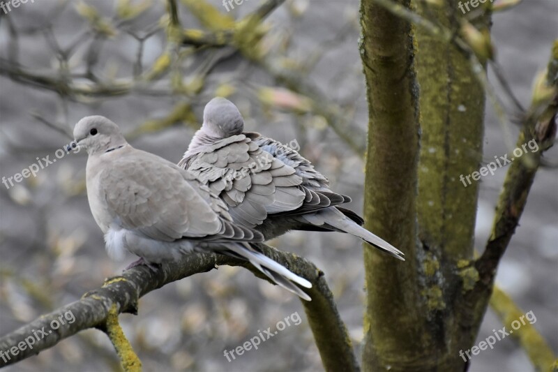 Birds Dove Nature Animals Wild