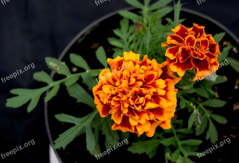 Flowers Orange Flower Pot Free Photos