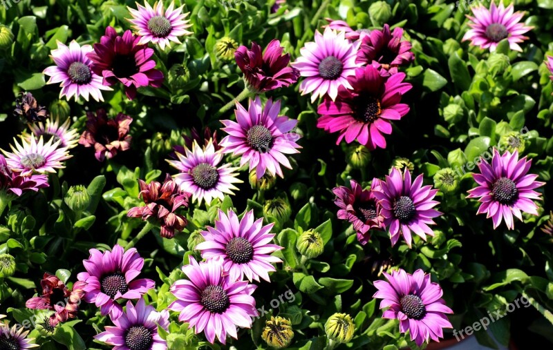 African Daisy Bone Flowers Violet Spring