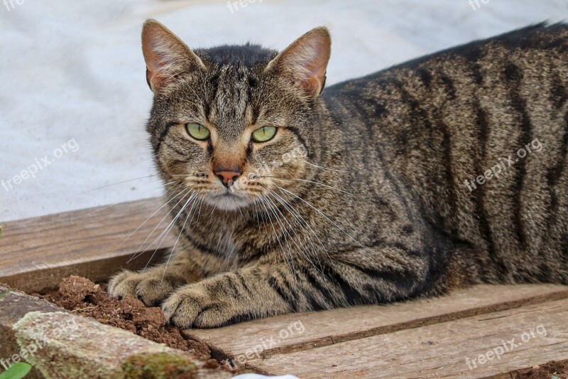 Cat Domestic Cat Pet Is Grumpy