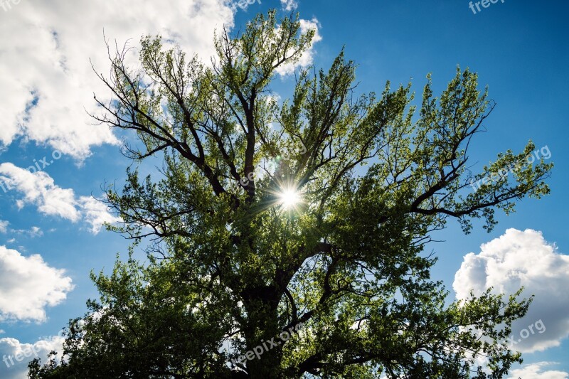 Tree Sun Green Nature The Sky