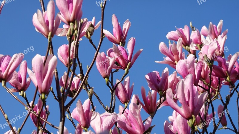 Magnolia Pink Spring Tulip Tree Purple