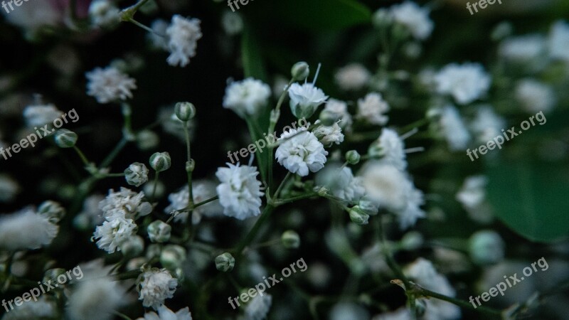 Gypsophila Flowers Nature Wedding Dreams