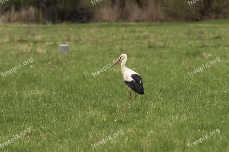 Stork White Stork Freshman Bird Birds