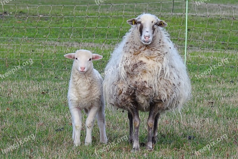 Wool Sheep Sheep Lamb Wool Livestock