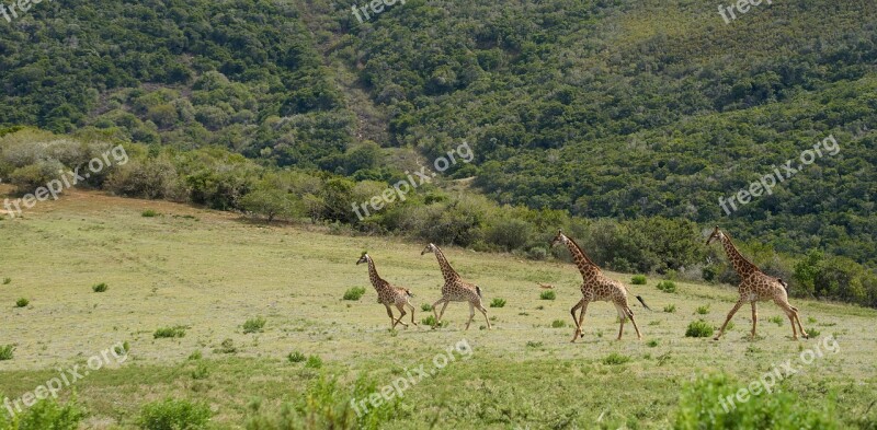 Giraffe Africa Safari Animal World Nature