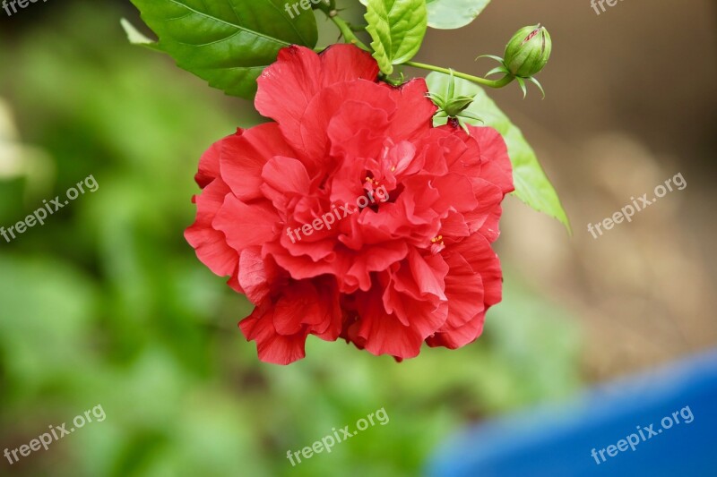 Flowers Red Duple Hibiscus Free Photos