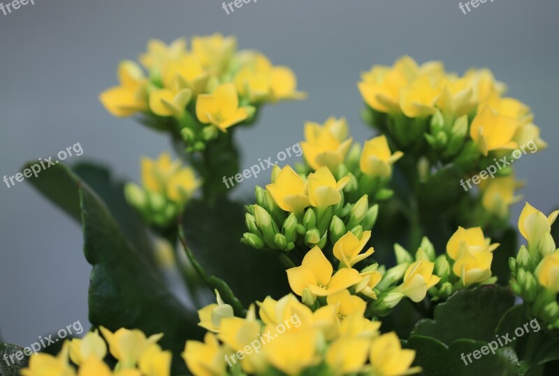 Flowers Yellow Crassula And Therefore Plant Bloom