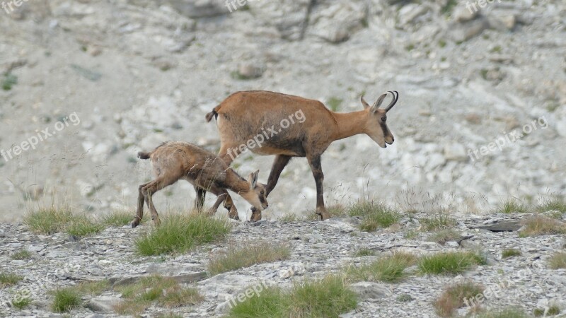 Chamois Alpes Du Sud Col D'allos France