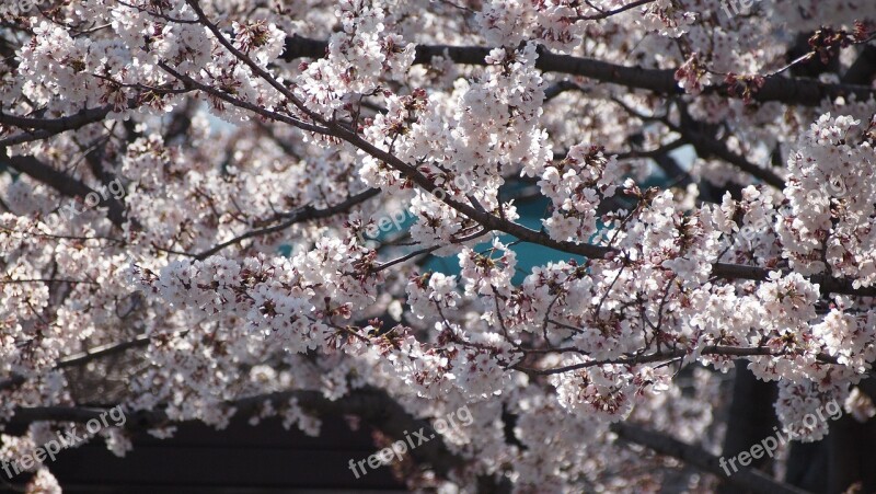 Cherry Blossoms Sakura Pink Spring Natural