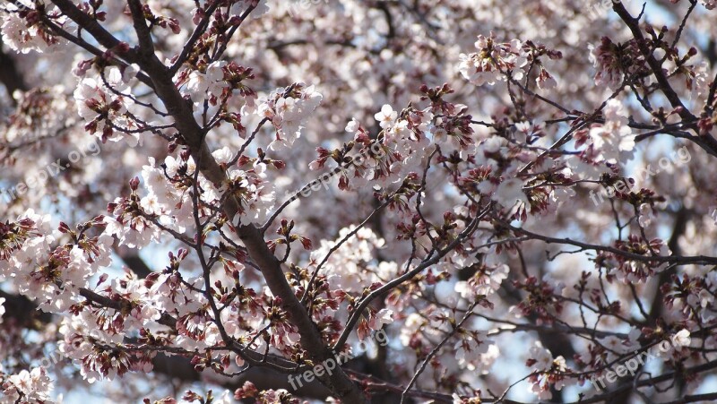 Cherry Blossoms Sakura Pink Spring Flower