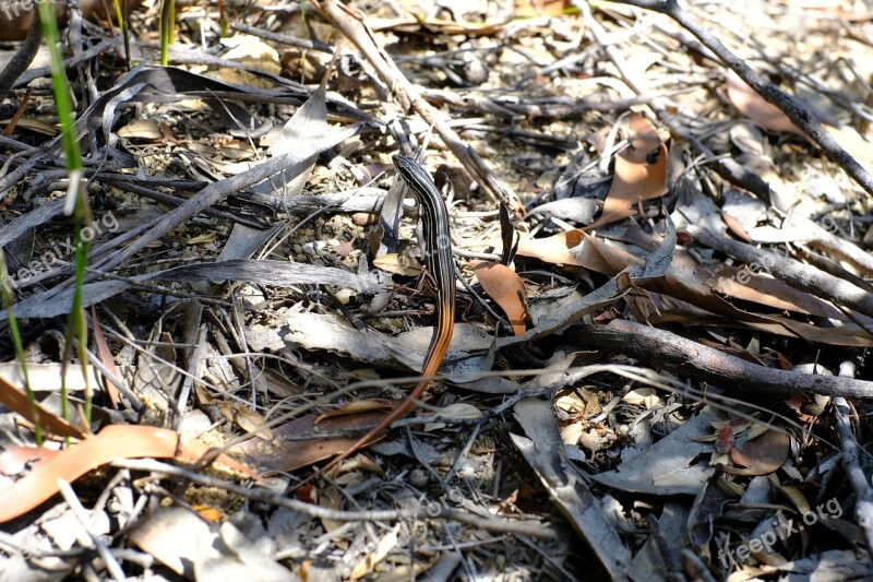 Lizard Reptile The Australian Striped Skink Copper-tailed Ctenotus Copper-tailed Skink