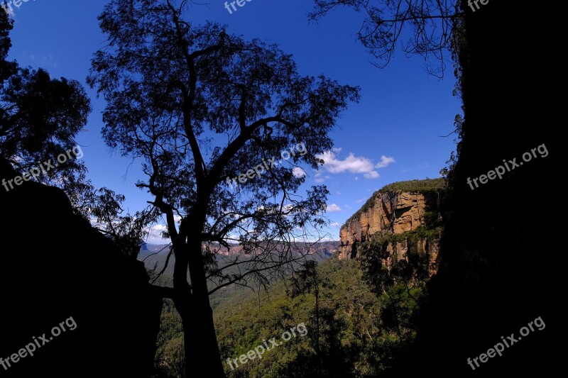 Eucalyptus Tree Tree Eucalyptus National Park Blue Mountains