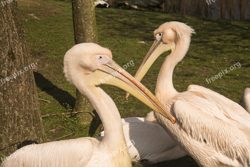 Pelicans Bird World Nature Coast Zoo