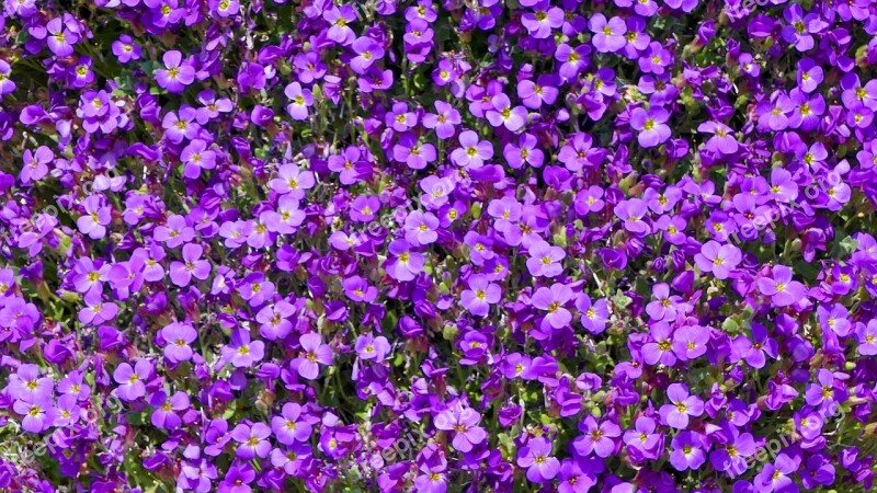 Nature Plant Garden Flowers Violet