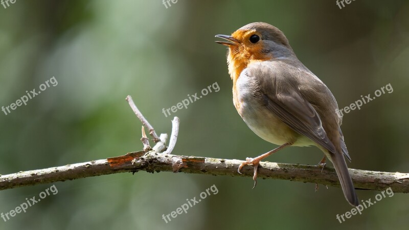 Birds Robin Common Nature Spring