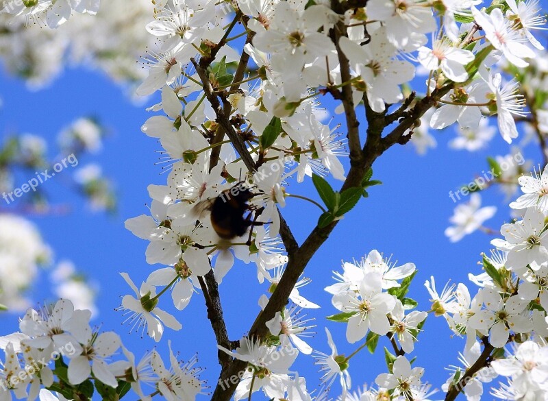 Flowers Pollination Insect Nectar Nature