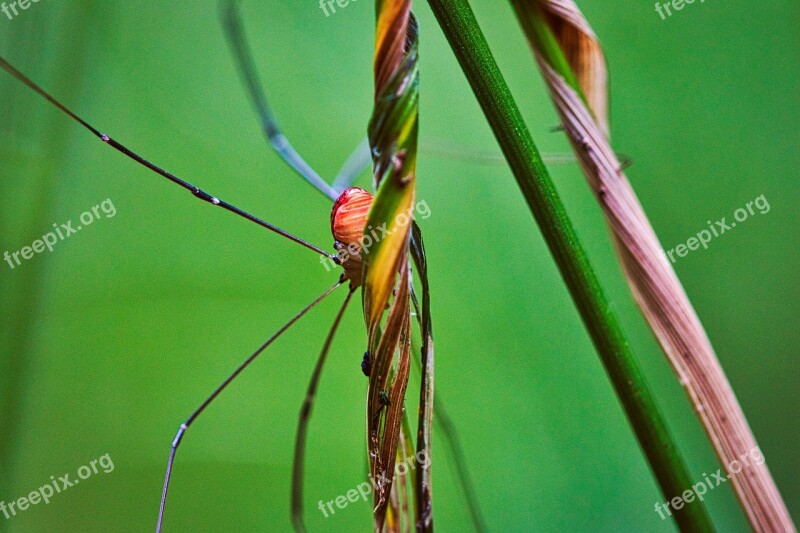 Weber Servant Spider Nature Arachnid Legs