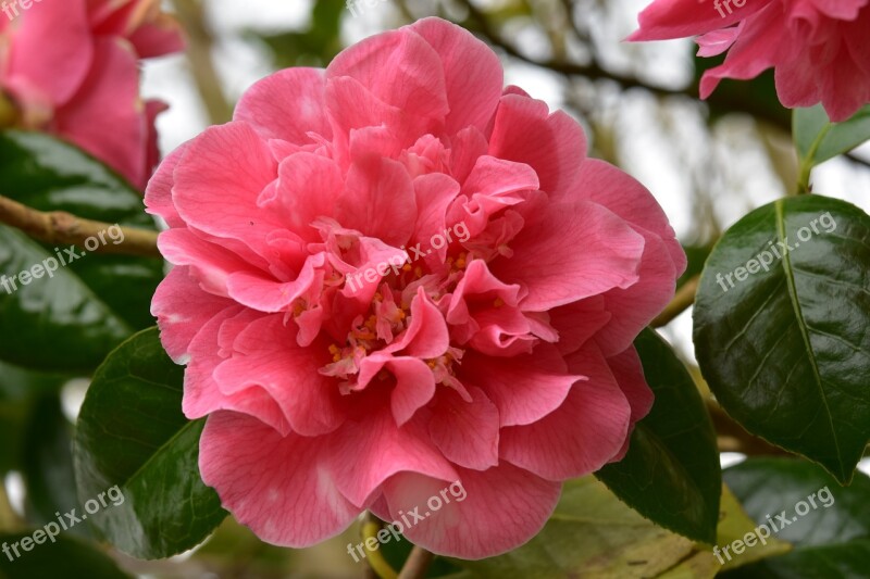 Flower Flower Of Camellia Flower Camellia Rose Green Foliage Stamens