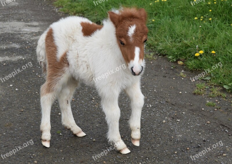 Pony Shetland Pony Pony-hoof White Pony Colour Brown White Shetland Pony Jarod