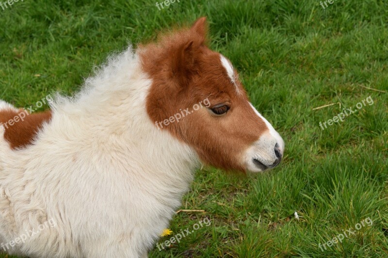 Pony Shetland Pony Shetland Pony Jarod Baby Foal Portrait Pony Profile