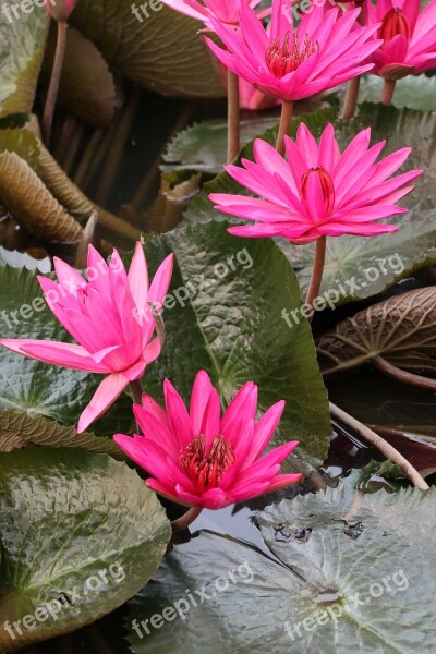 Waterlily Lotus Pink Garden Pond