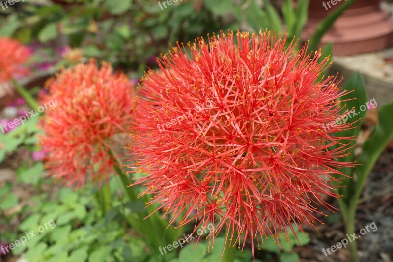 Pink Hydrangea Red Tree Plant Garden