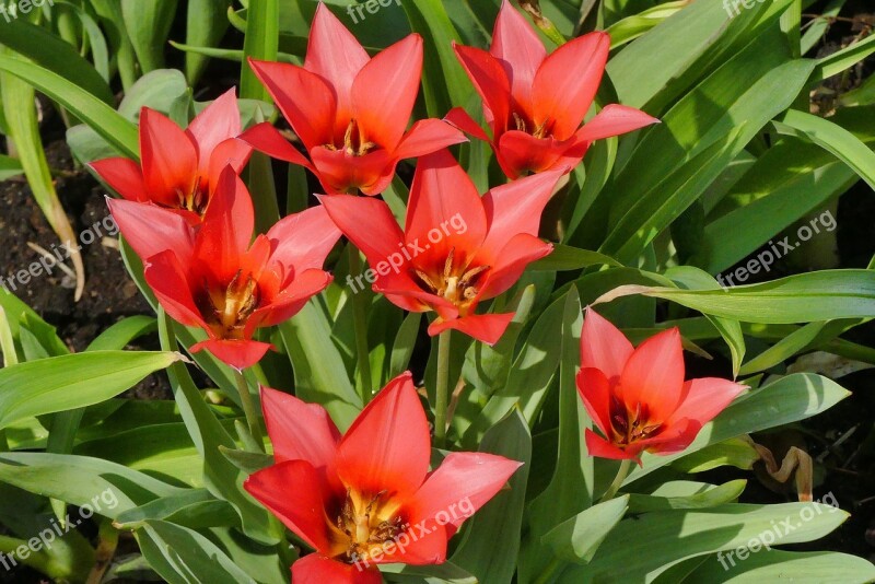 Spring Flowers Red Nature Beauty