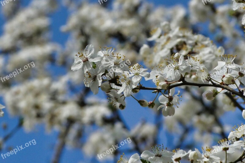 Spring Flowers Nature Plant Blooming