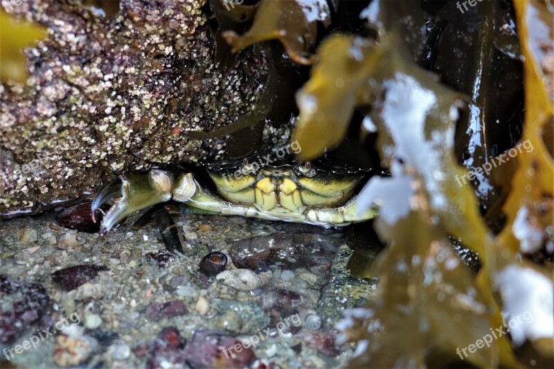 Foreshore Green Crab Carcinus Maenas Alga Fucus