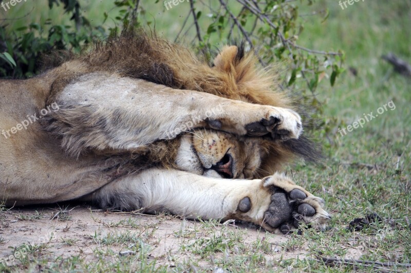 Africa Lion Tired Wild Mammals