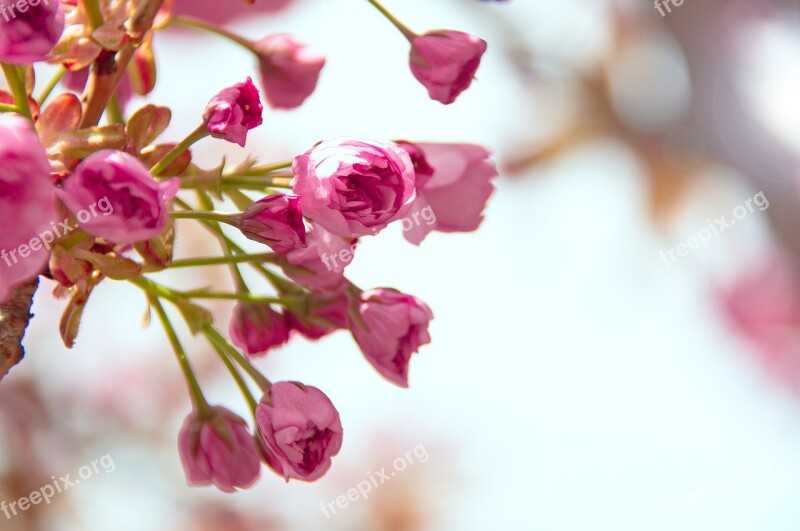 Pink Japan Cherry Flower Spring Fresh