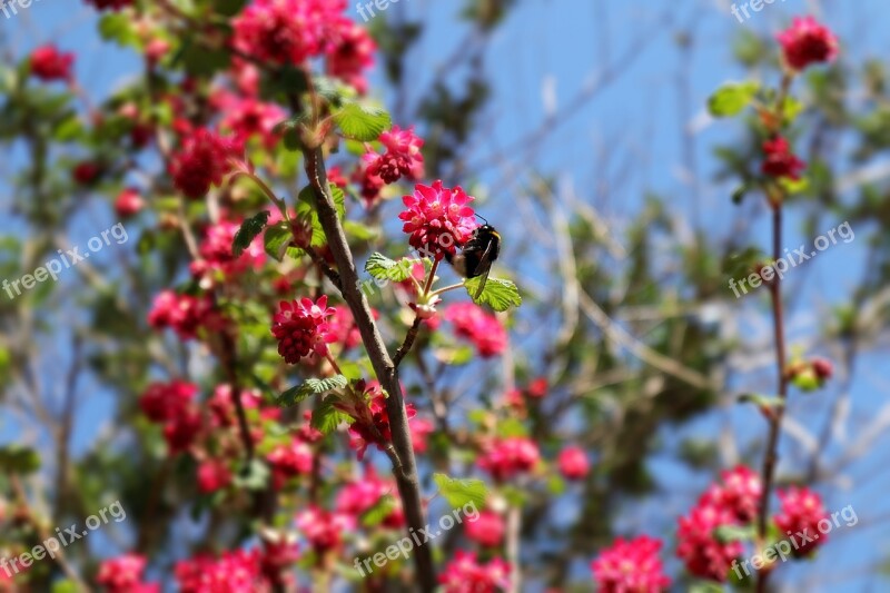 Hummel Bush Pink Insect Nature