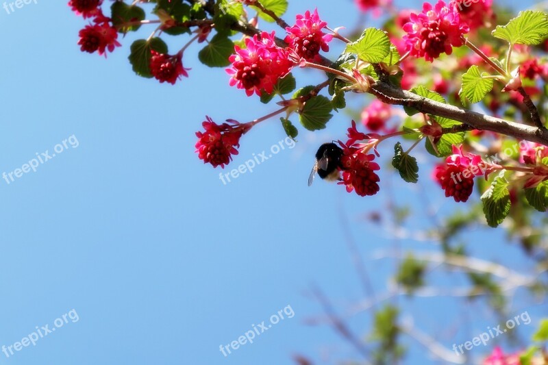 Hummel Bush Pink Insect Nature