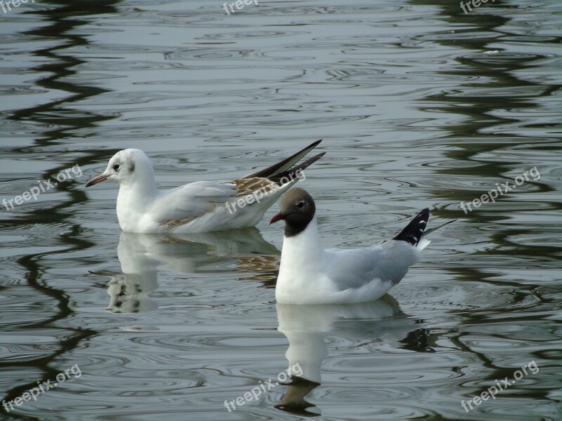 Seagull The Seagulls Seagull śmieszka śmieszka Bird