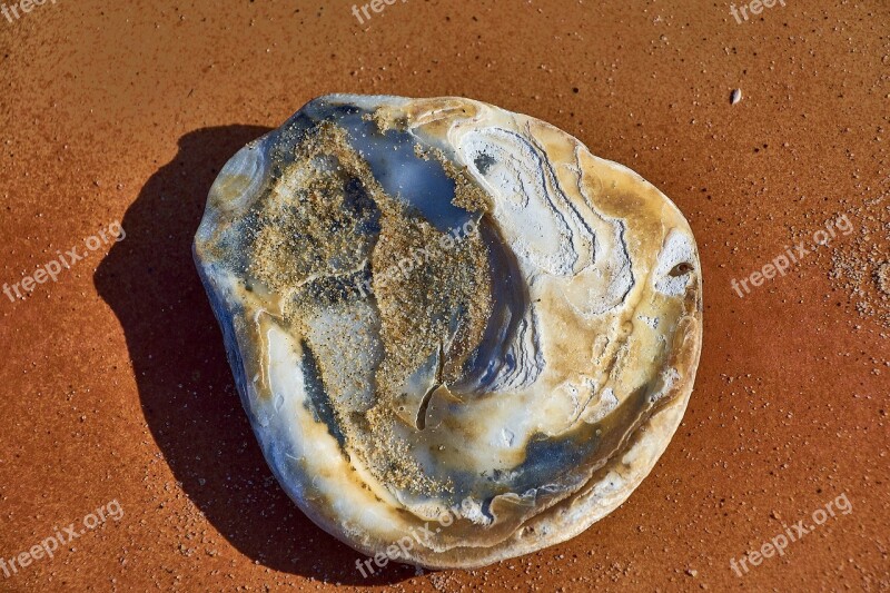 Shell Sand Beach Ocean Nature