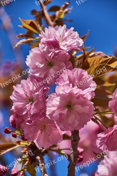 Cherry Flower Rosa Branch Flowers