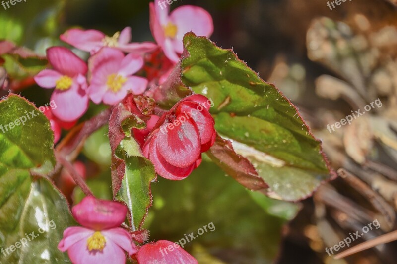 Flower Rosa Branch Flowers Flowering