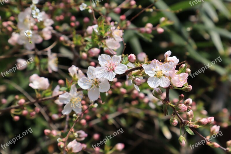 Natural Flowers White Spring Wood