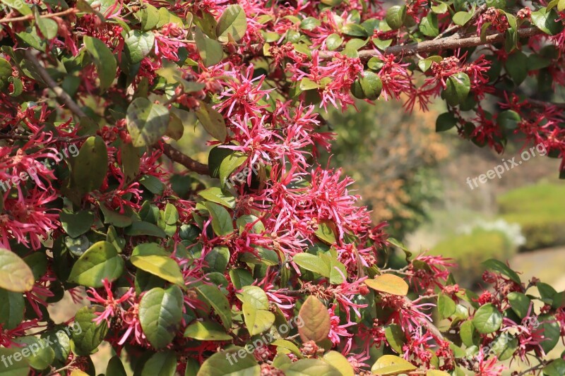 Natural Flowers Red Wood Branch