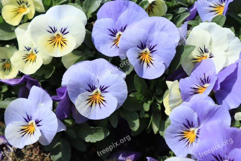 Flowers Pansy Purple Spring Natural