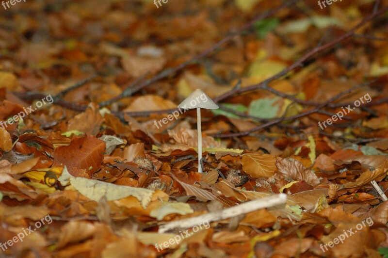 Mushrooms Picnic Natural Autumn Forest Path