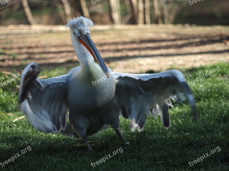 Bird Pelican Whites Beak Eye