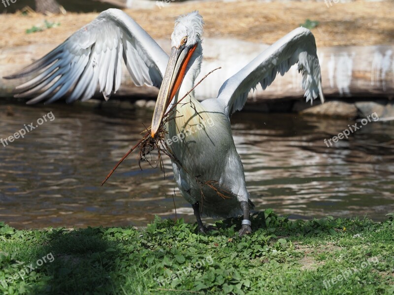 Bird Pelican Whites Beak Eye